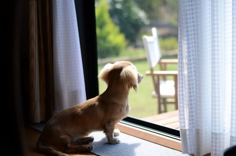 窓辺の犬