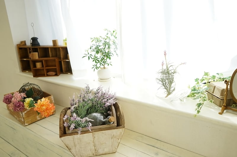窓際に置いてある植物